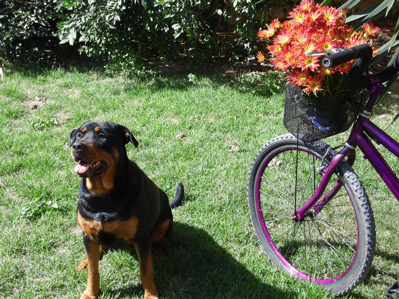 bike flowers dog free photo