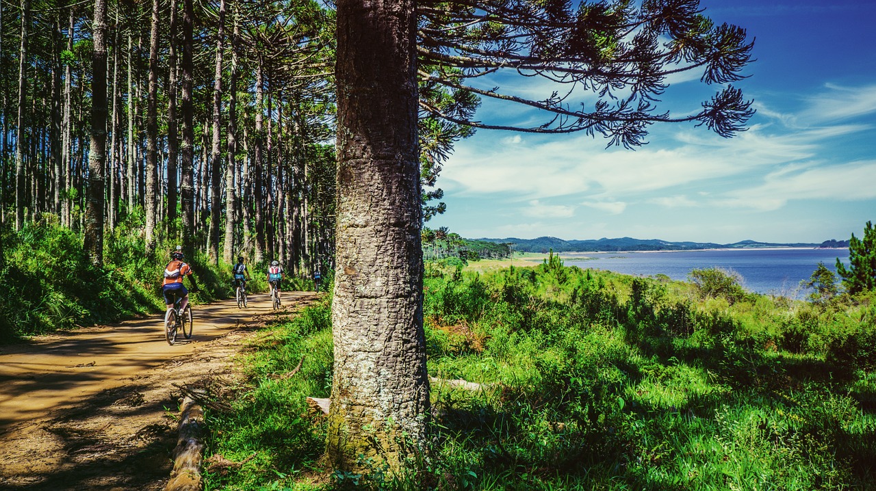 bike cycling trail free photo