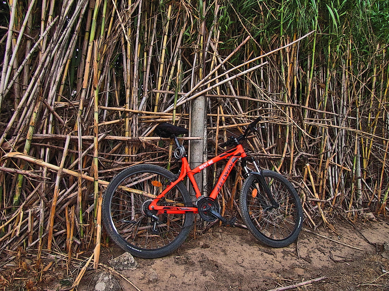 bike cane trail free photo