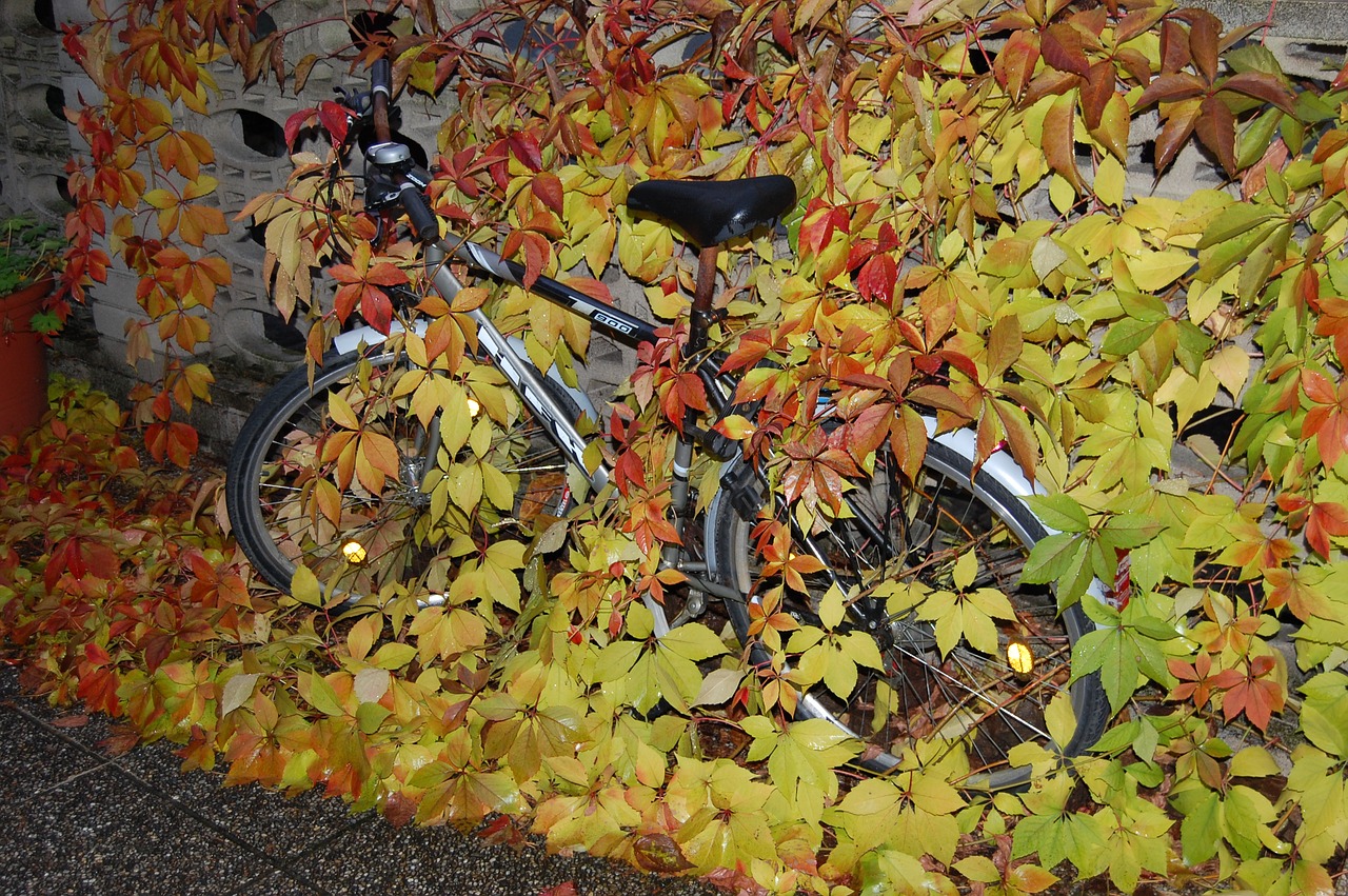 bike autumn leaves free photo