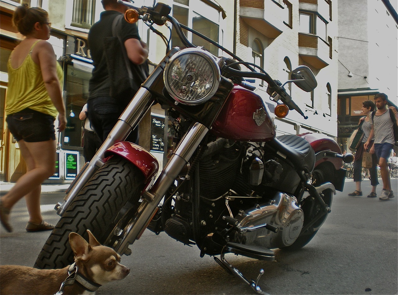 bike dog pedestrian traffic free photo