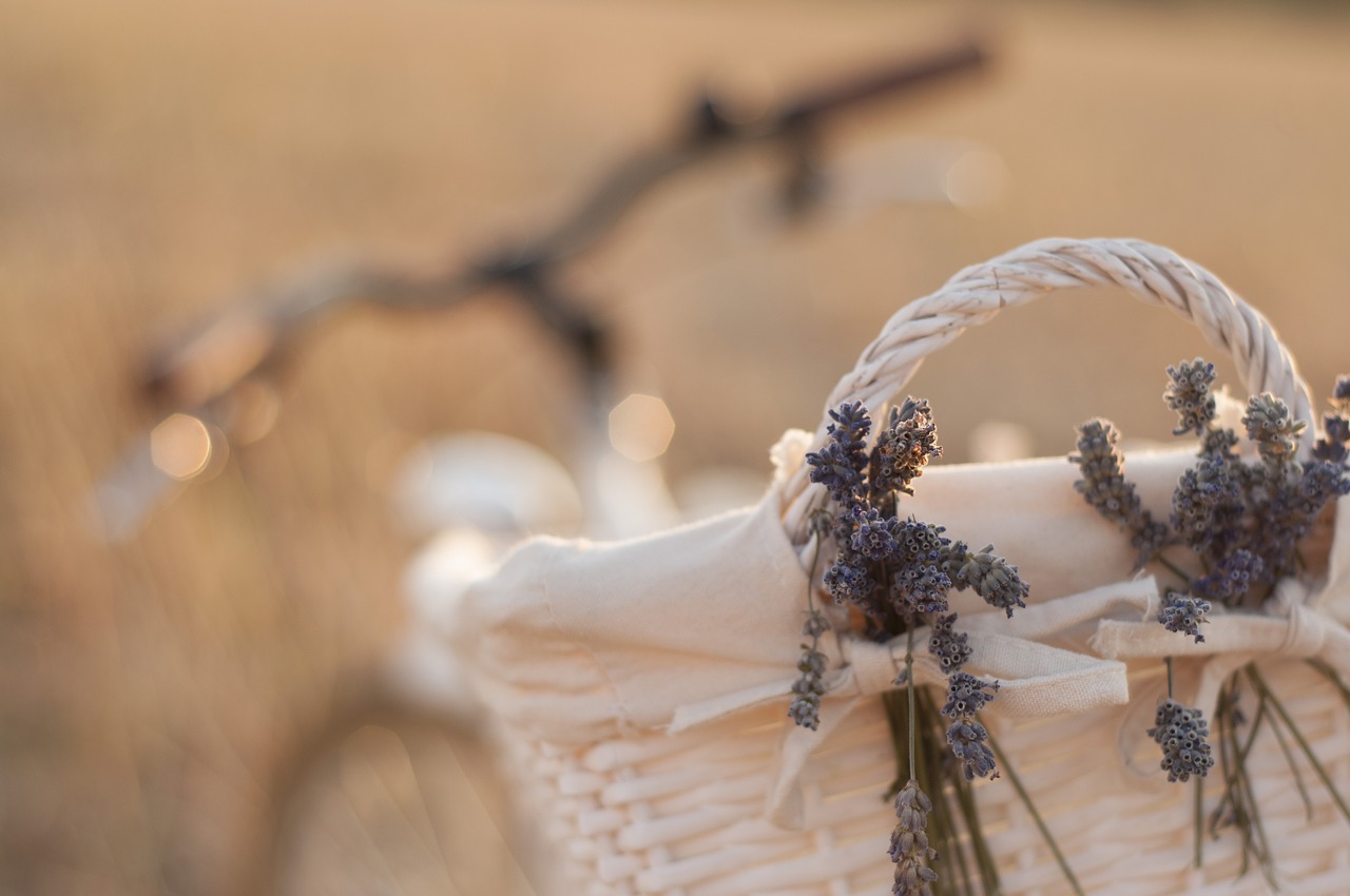 bike lavender cart free photo