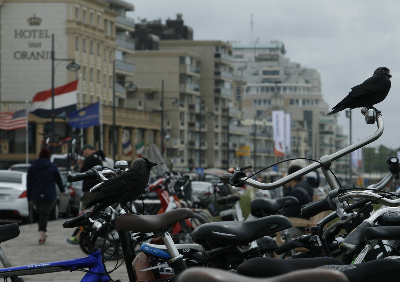 bike saddle holland free photo