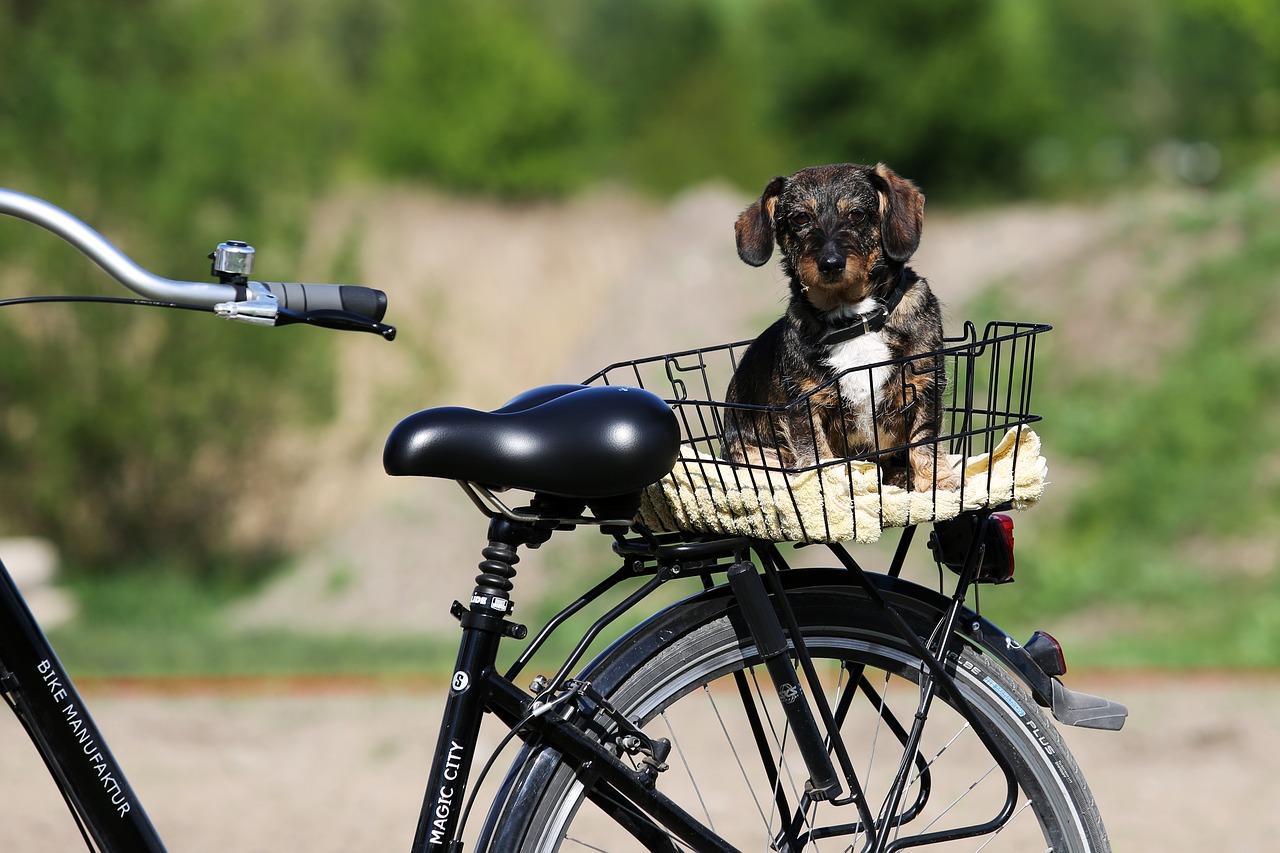 bike dog summer free photo