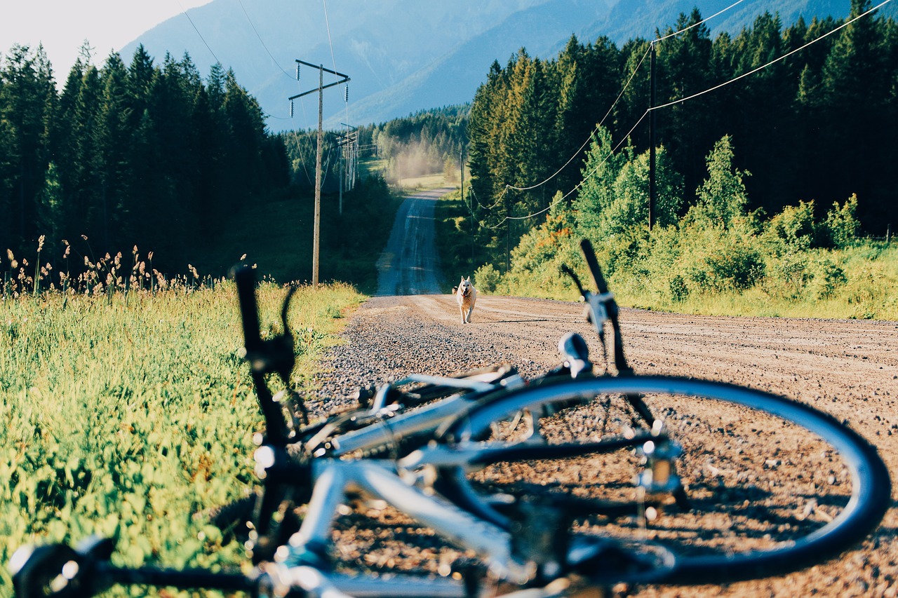 bike bicycle travel free photo