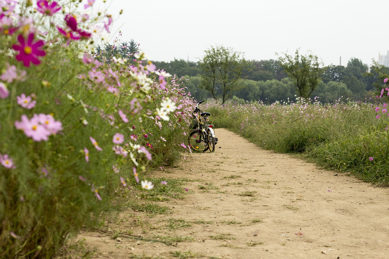 bike flowers gil free photo