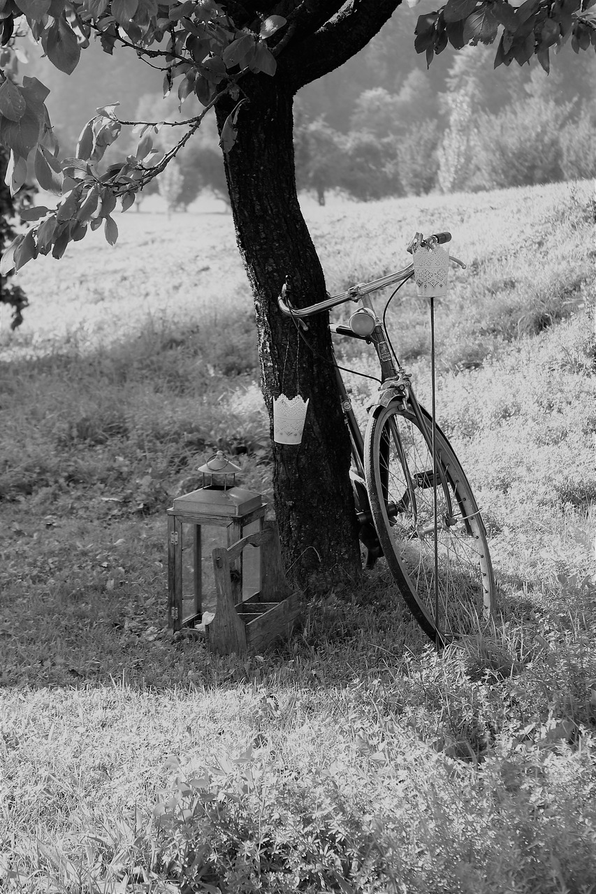 bike  garden  black and white free photo