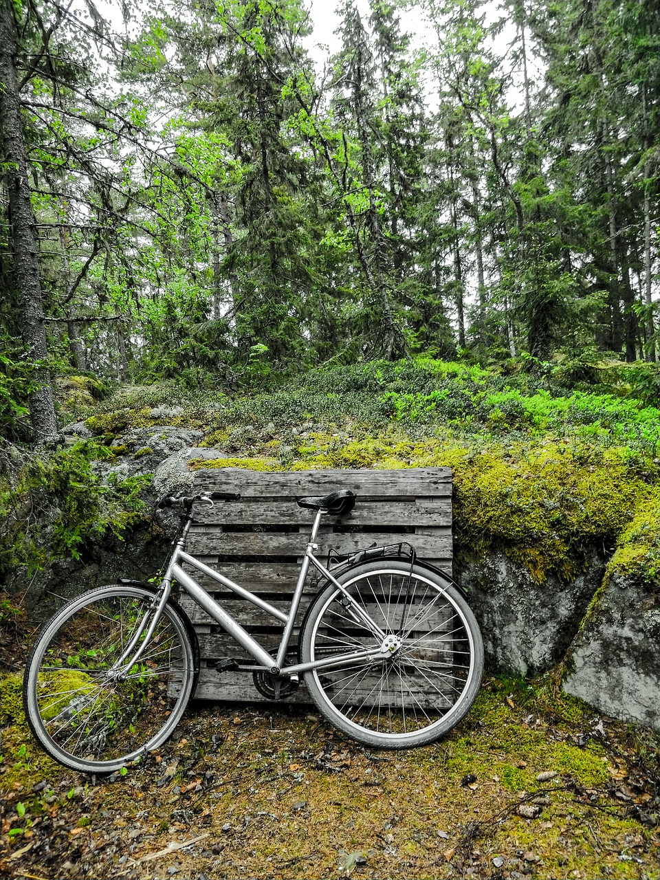 bike  forest  green free photo