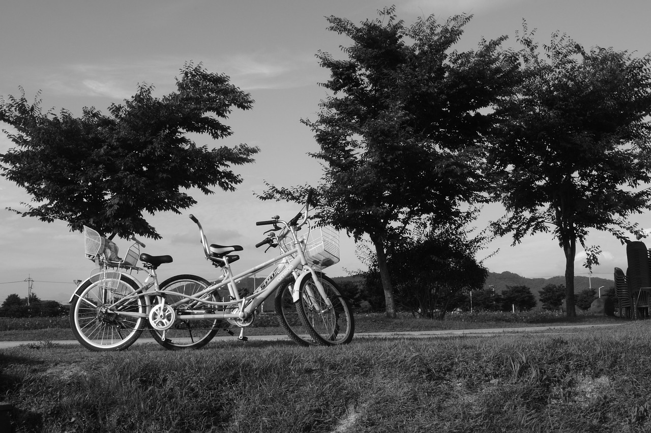 bike pine landscape free photo