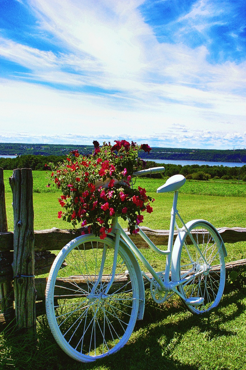 bike flowers fields free photo