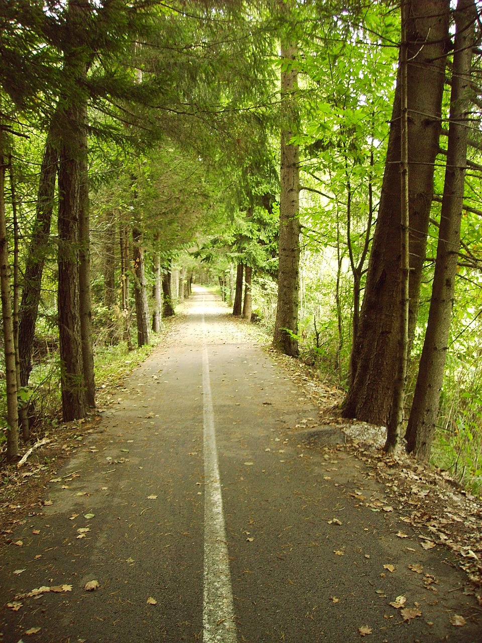 bike path forest green free photo