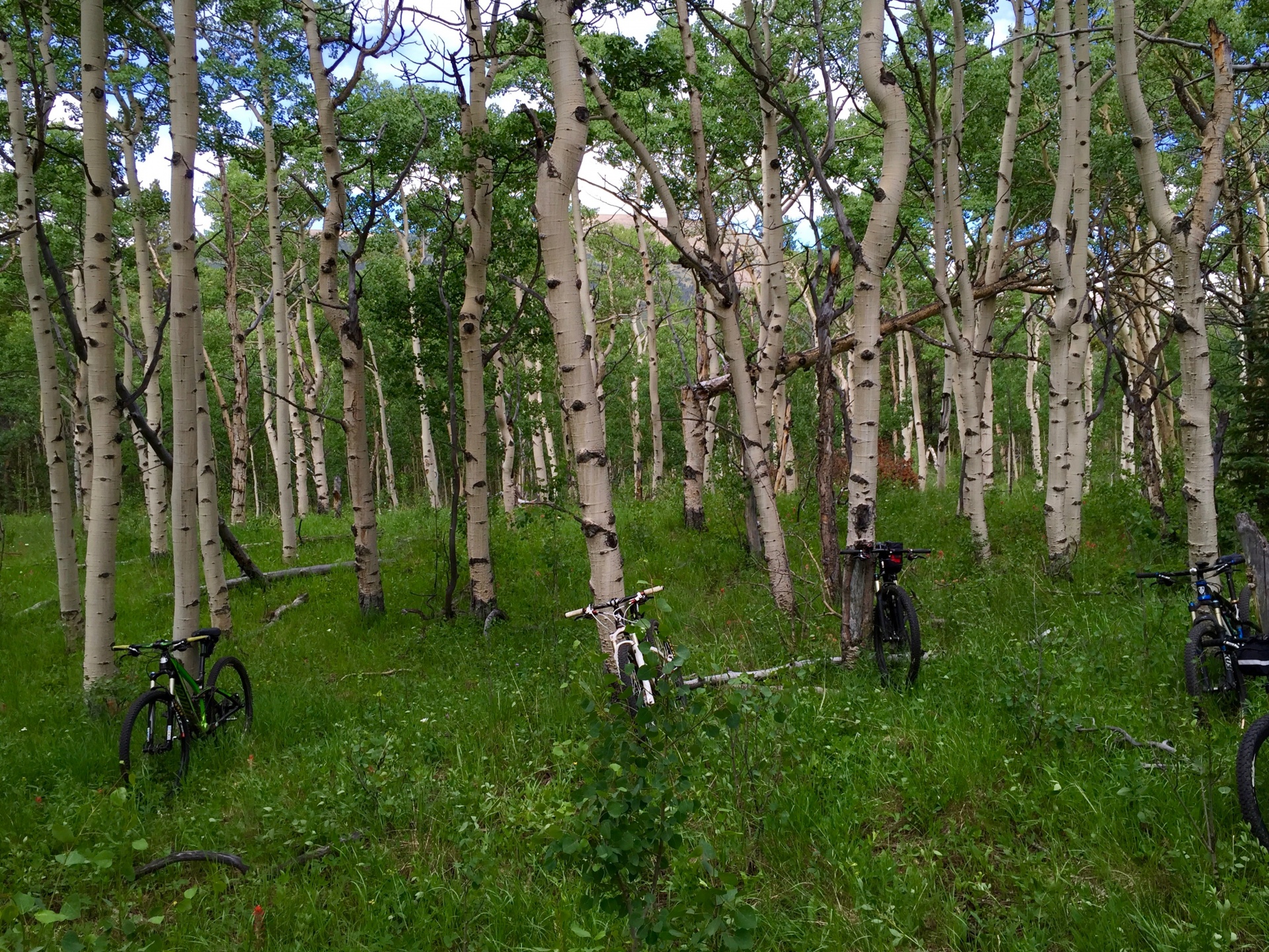 aspen trees mountain bike forest free photo
