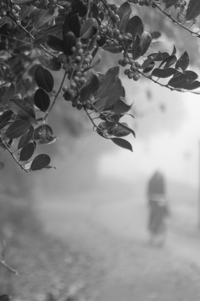 biking cyclist haze free photo