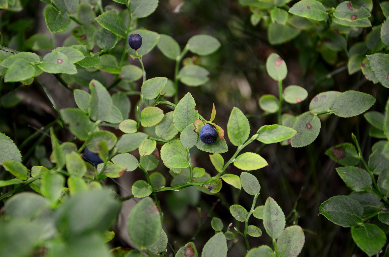 bilberry bush foliage free photo