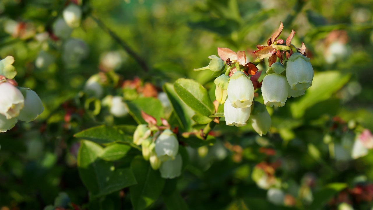 bilberry bud blooms free photo