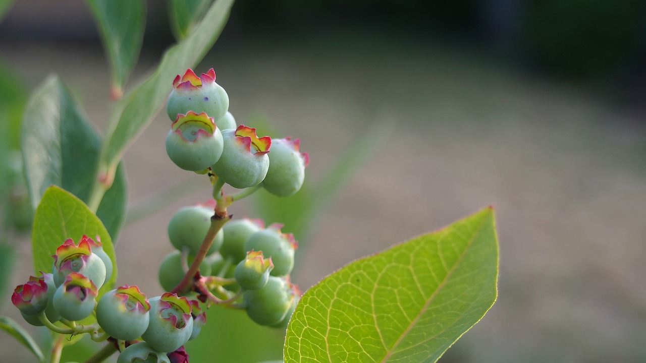 bilberry fruit jagoda free photo