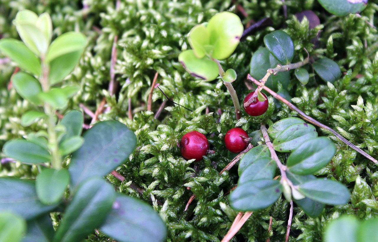 bilberry forest fruit free photo