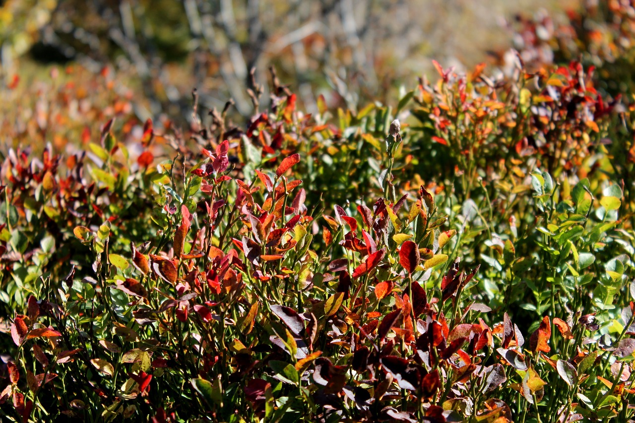 bilberry bieszczady plants free photo