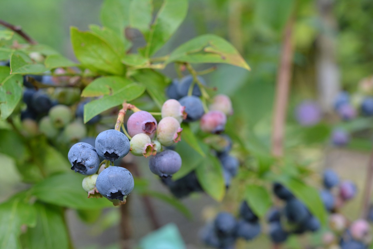 bilberry american blueberries fruit free photo