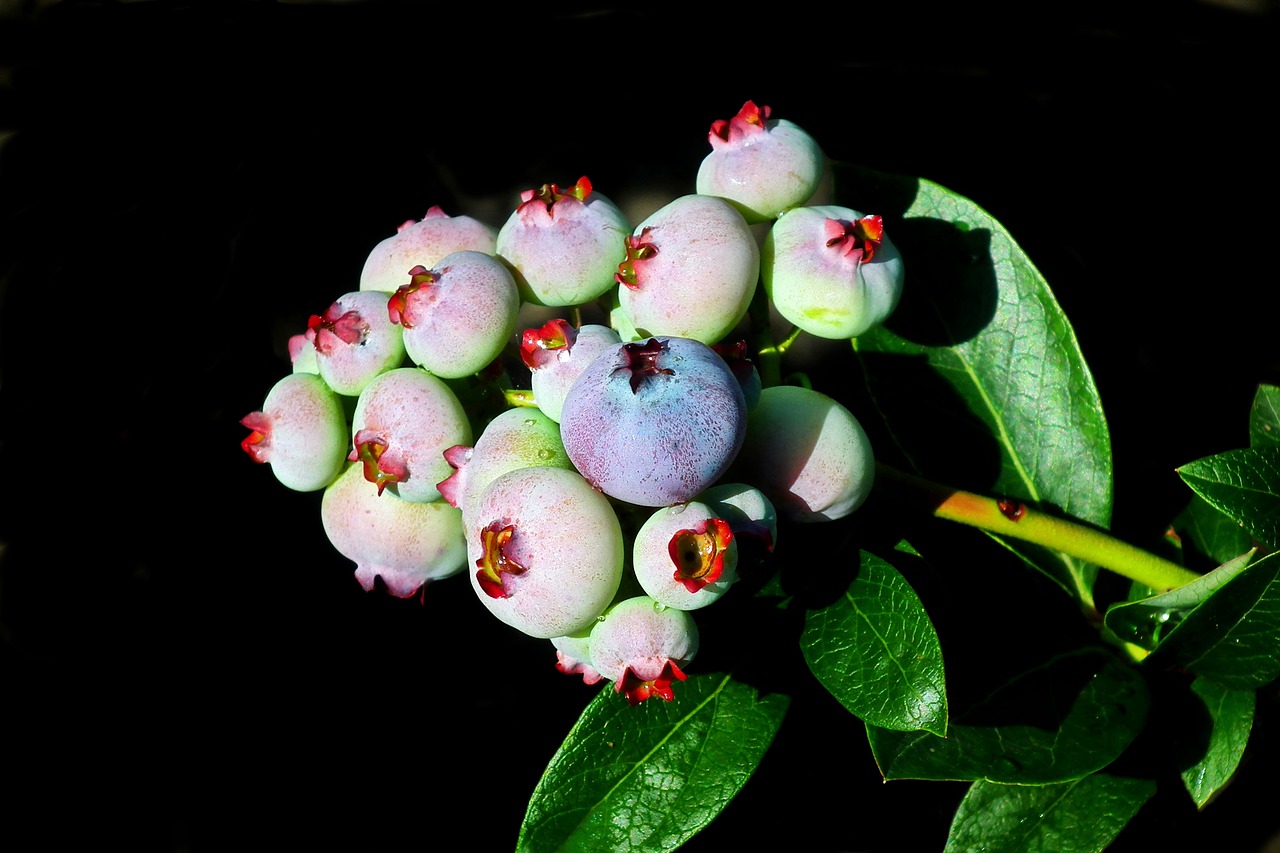 bilberry american  fruit  closeup free photo