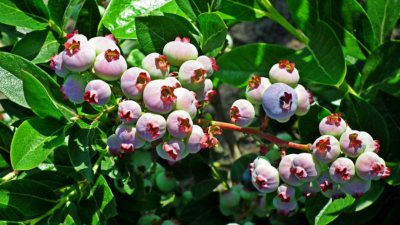 bilberry american  plant  bush free photo