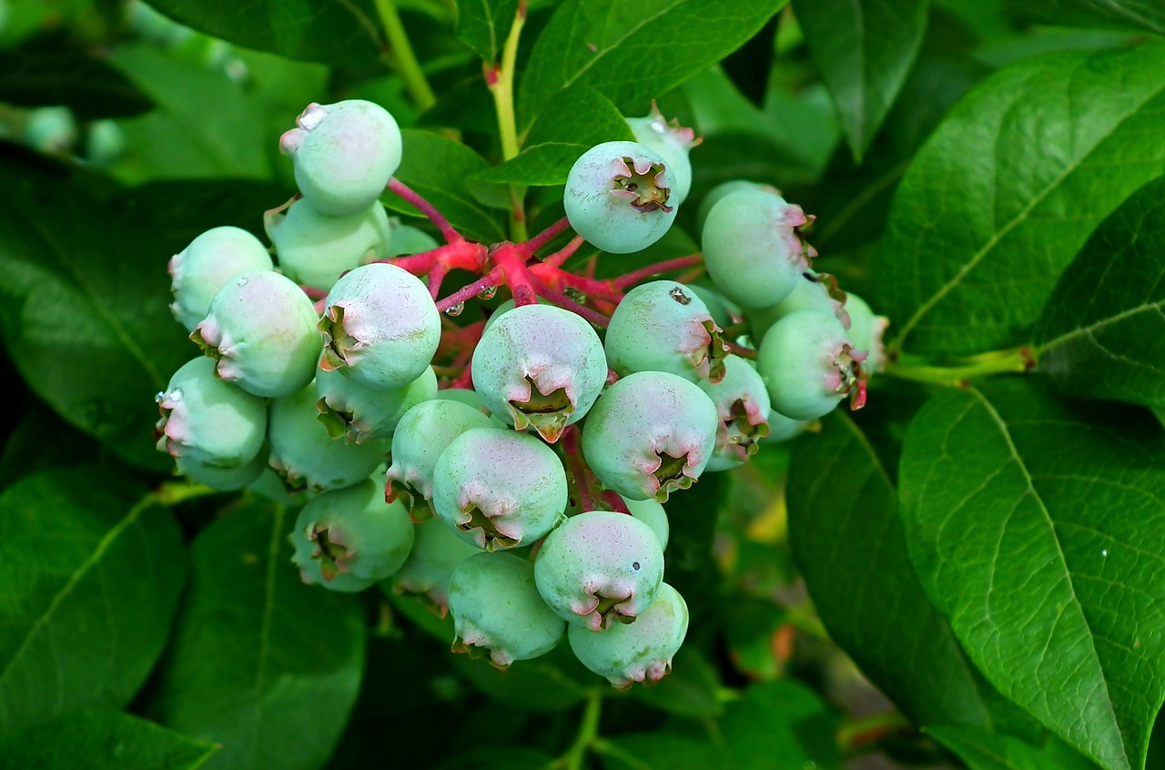 bilberry american  fruit  closeup free photo