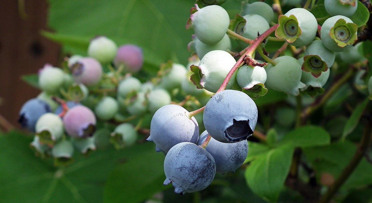 bilberry american  fruit  closeup free photo