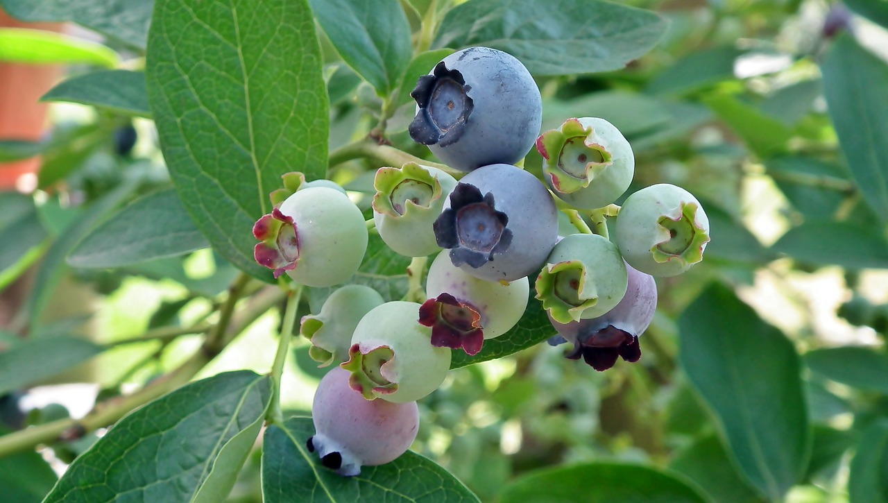 bilberry american  fruit  closeup free photo