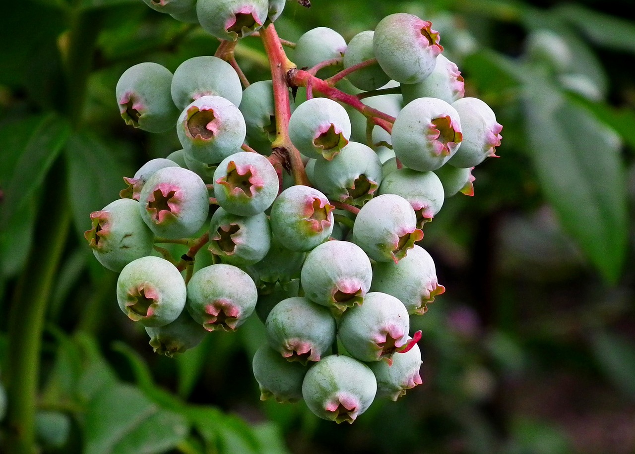 bilberry american  fruit  nature free photo