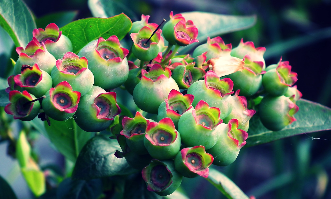 bilberry american  fruit  nature free photo