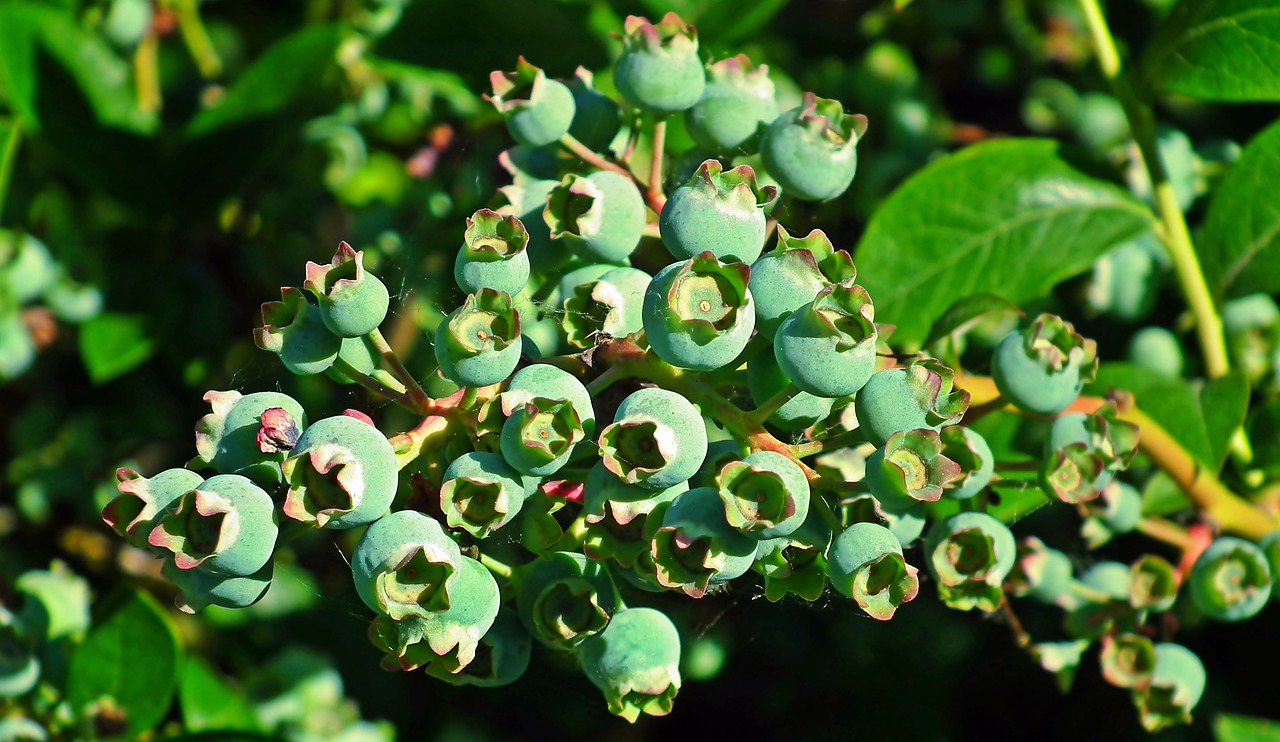 bilberry american  fruit  closeup free photo