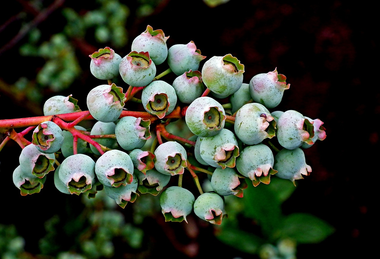 bilberry american  fruit  summer free photo