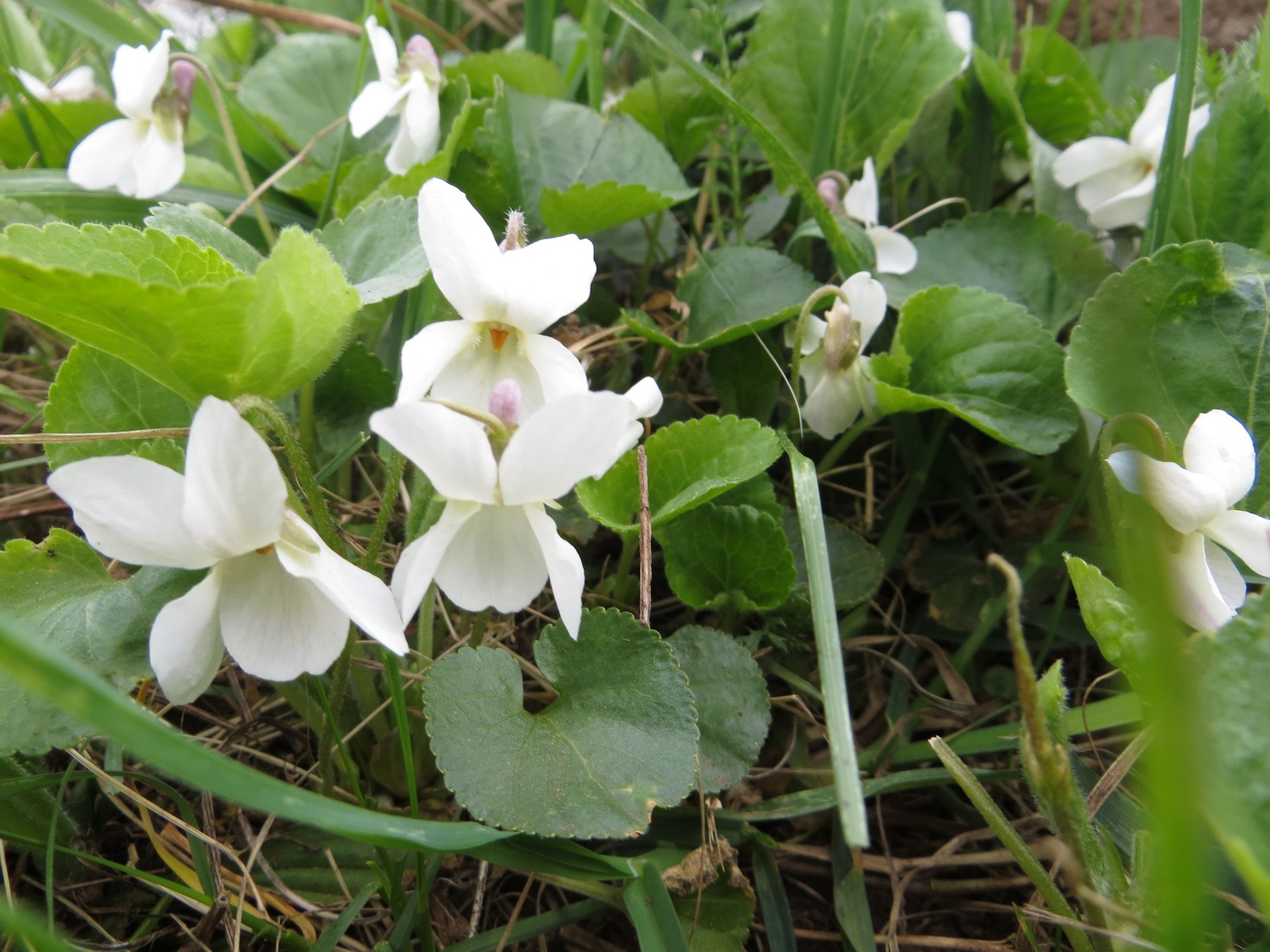 spring flowers violets white violets free photo