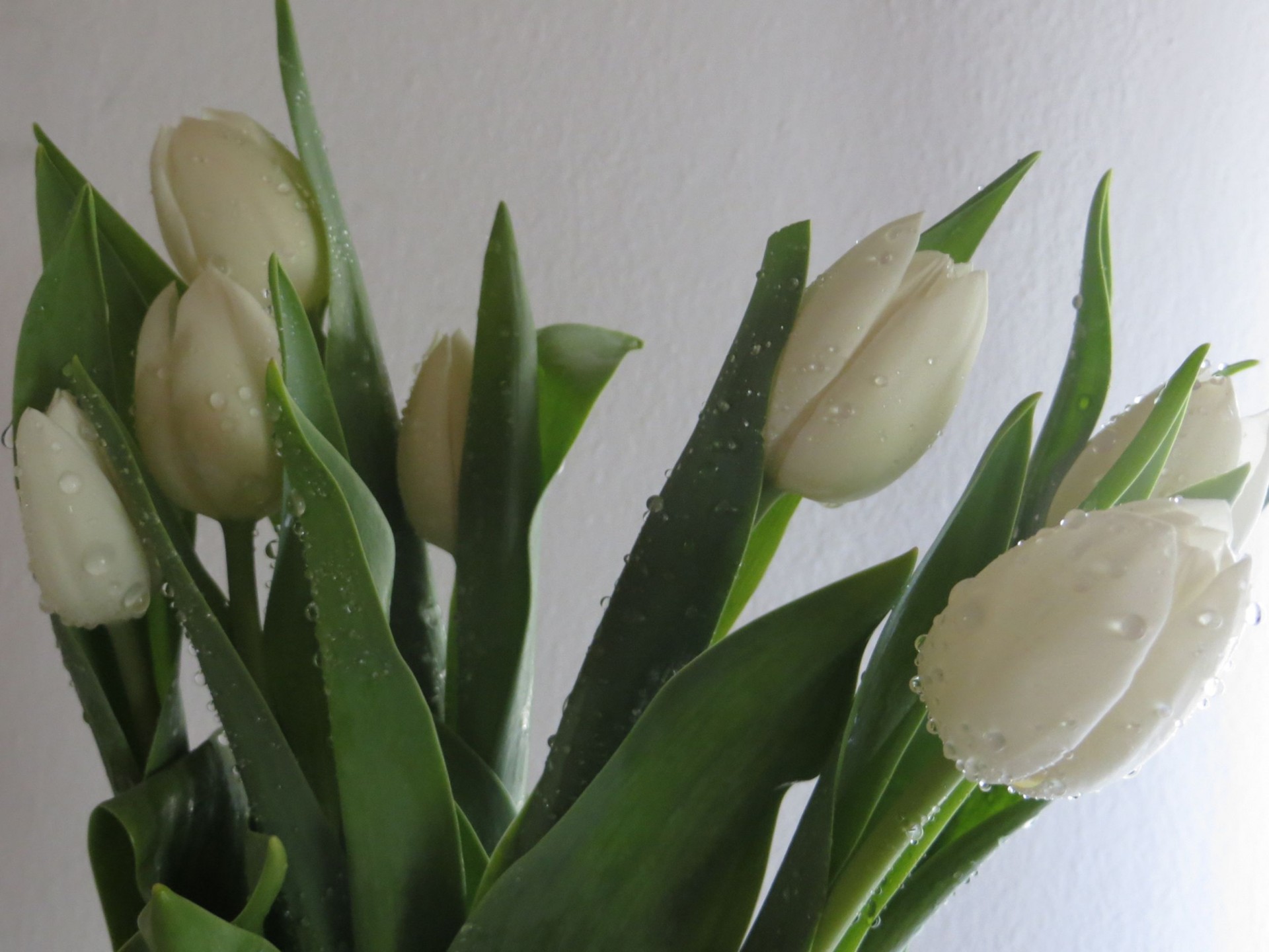 spring flowers tulips white tulips free photo