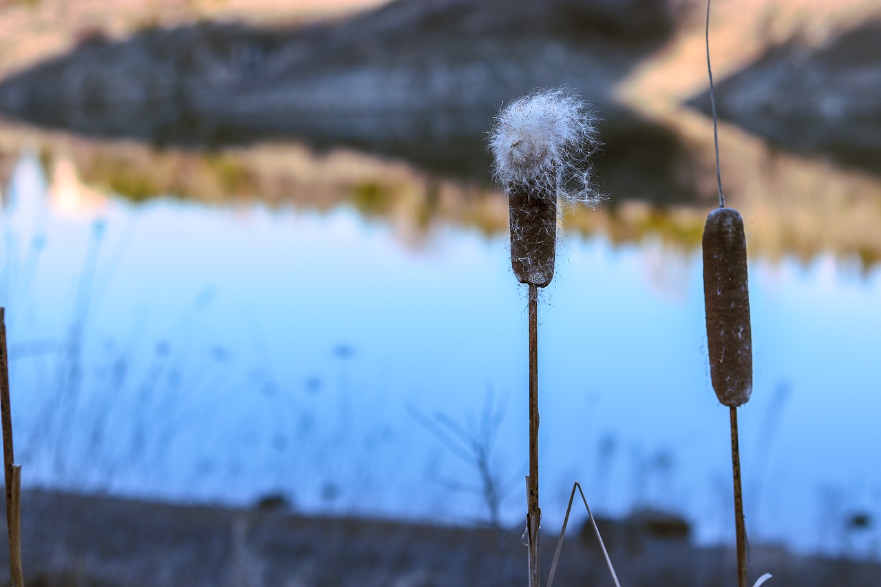 bilkent  lake  water free photo