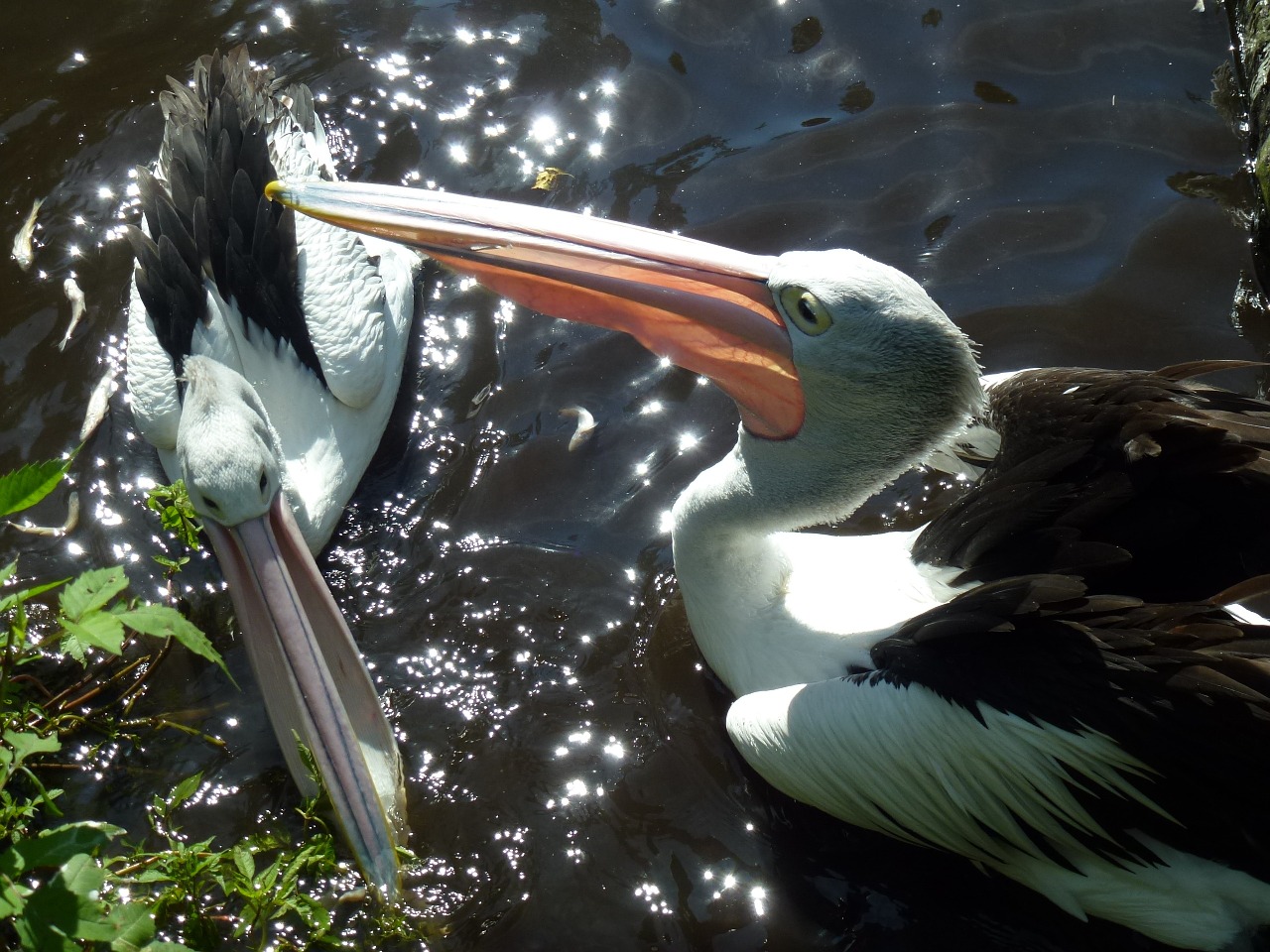 bill pelicans water bird free photo