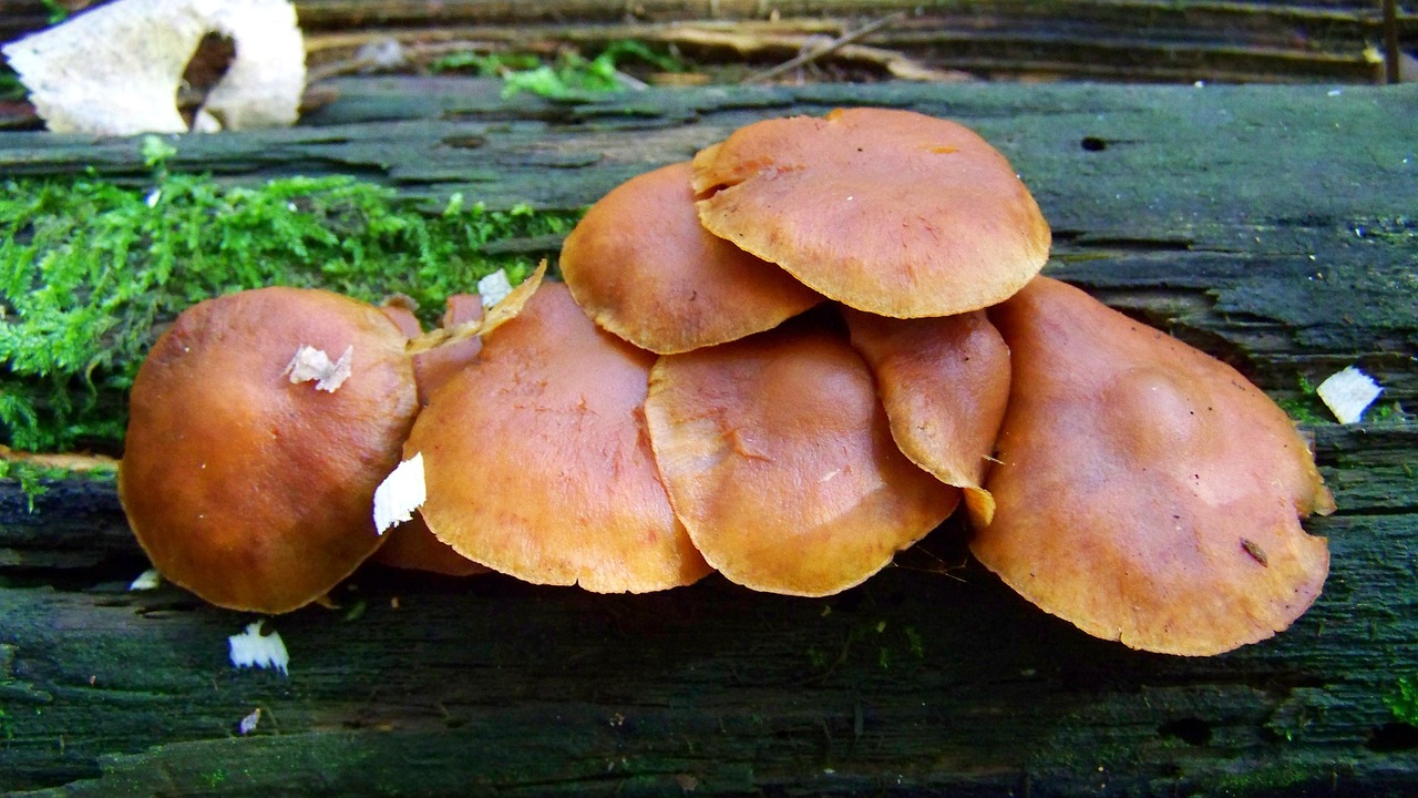 billet mushrooms brown mushroom nature free photo