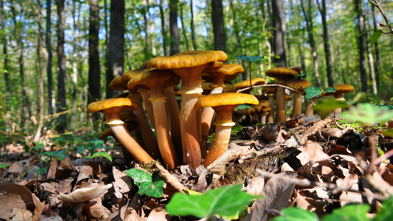 billet mushrooms autumn forest free photo