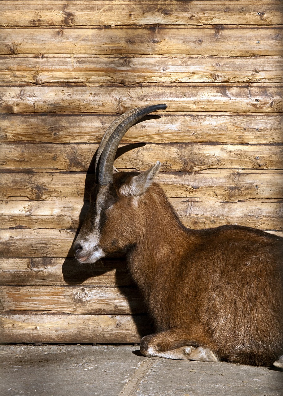 billy goat animal horns free photo