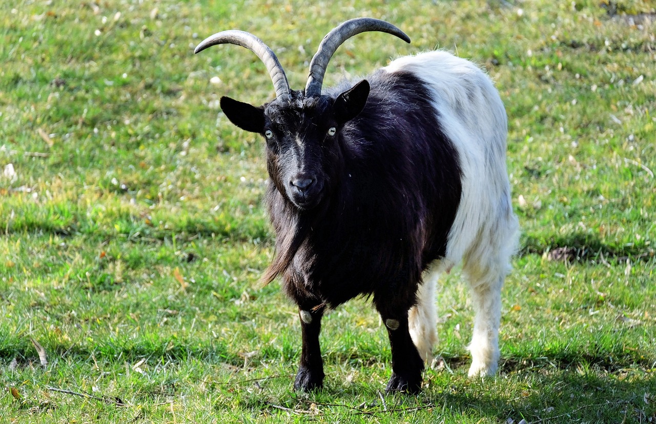 billy goat goat domestic goat free photo