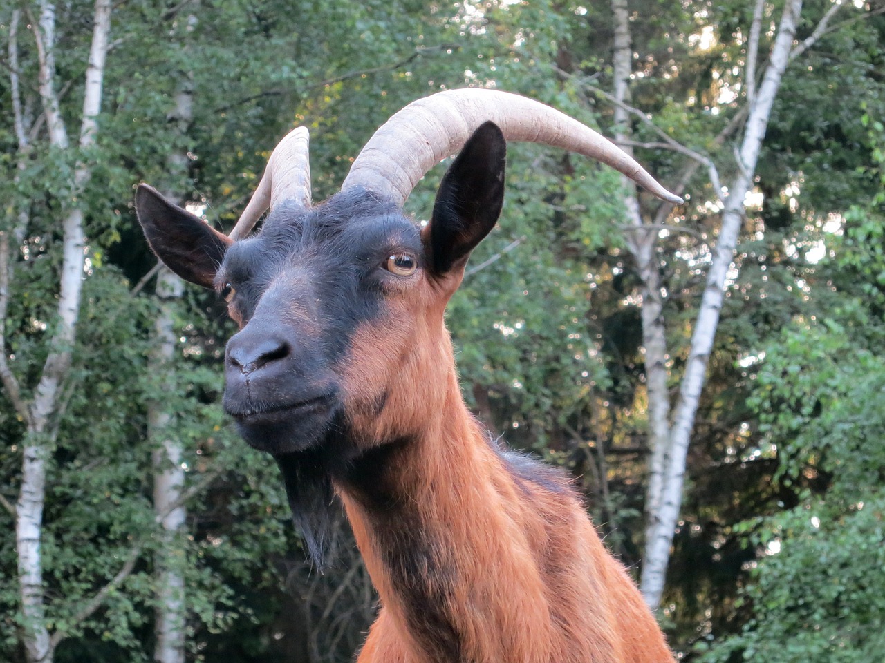 billy goat goat pet free photo