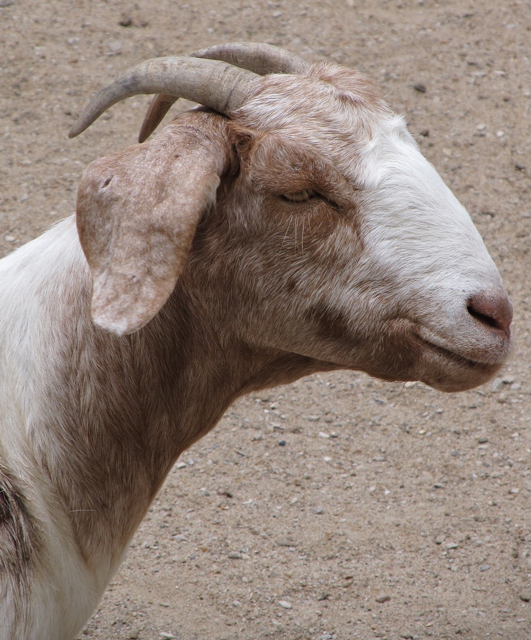 billy goat domestic pet free photo