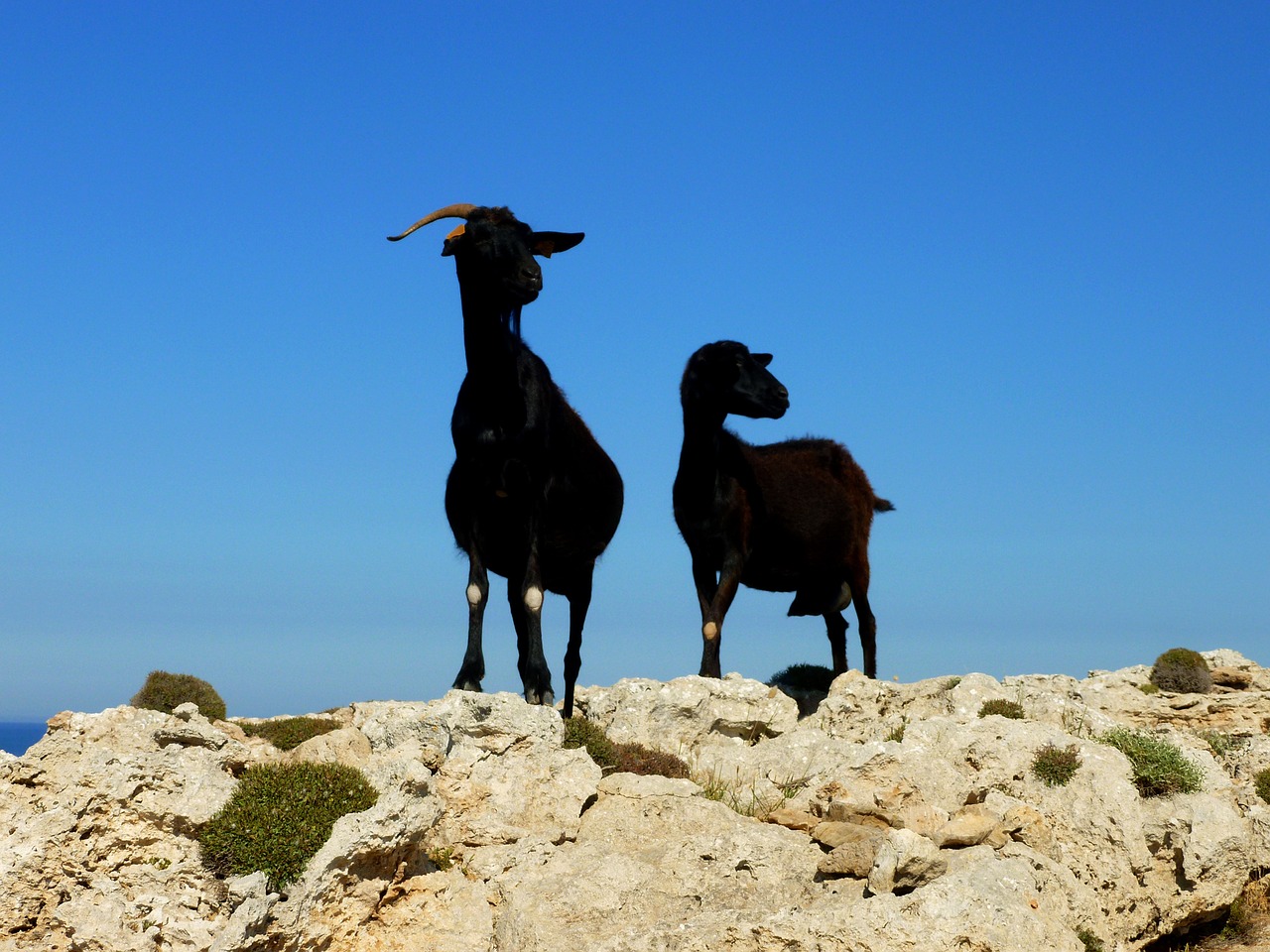 billy goat goat couple free photo