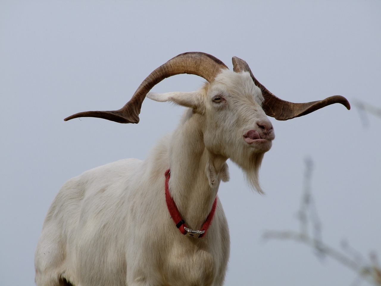 billy goat goat pasture free photo