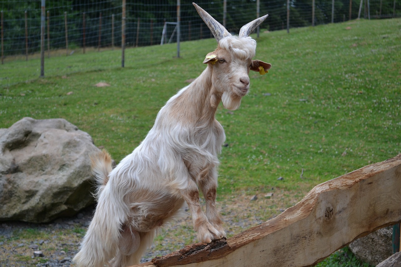 billy goat zoo goat free photo