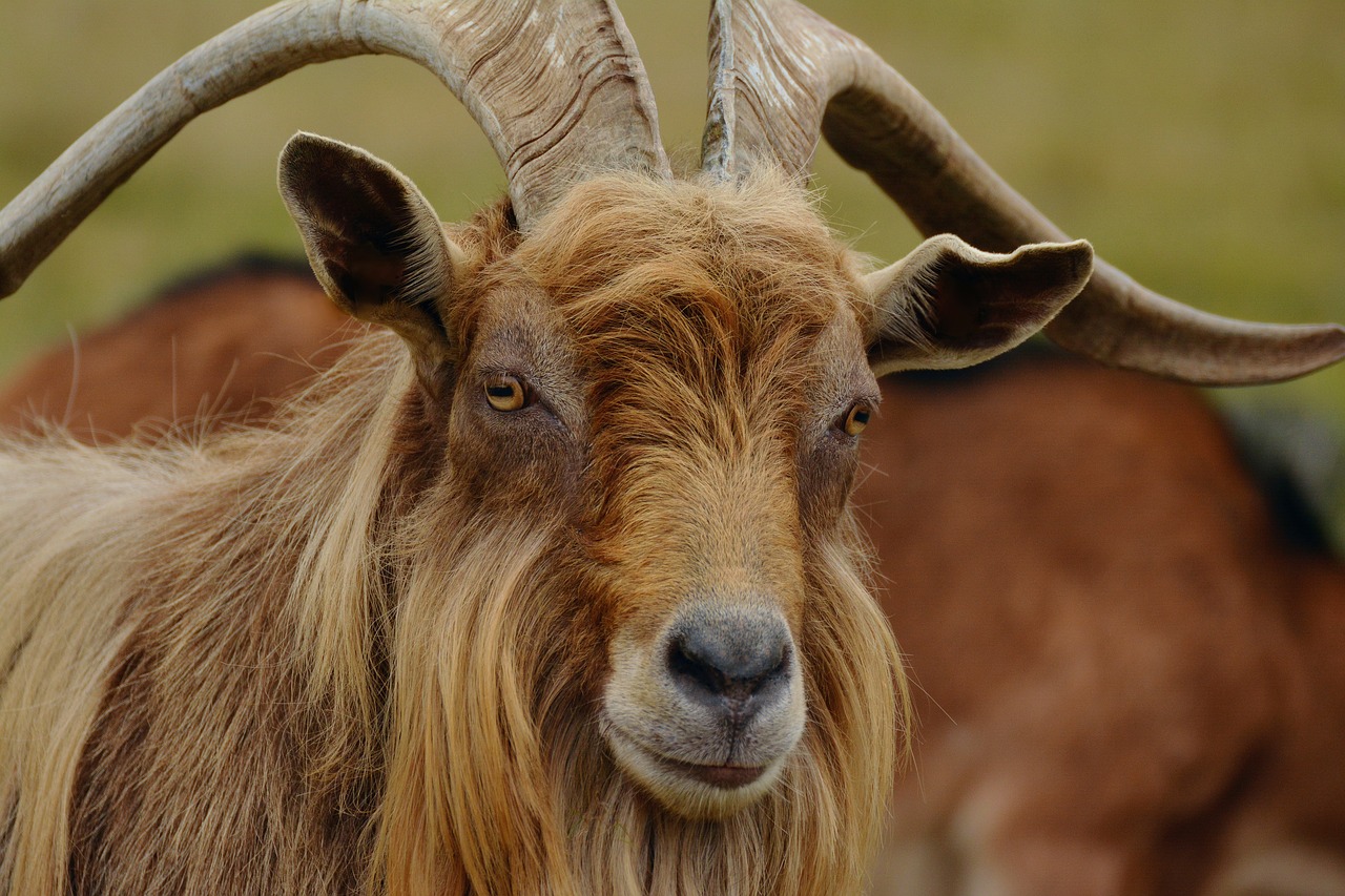 billy goat mountain goat goat free photo