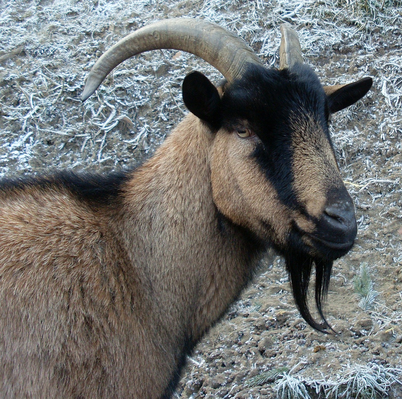 billy goat heraldic animal prima donna free photo