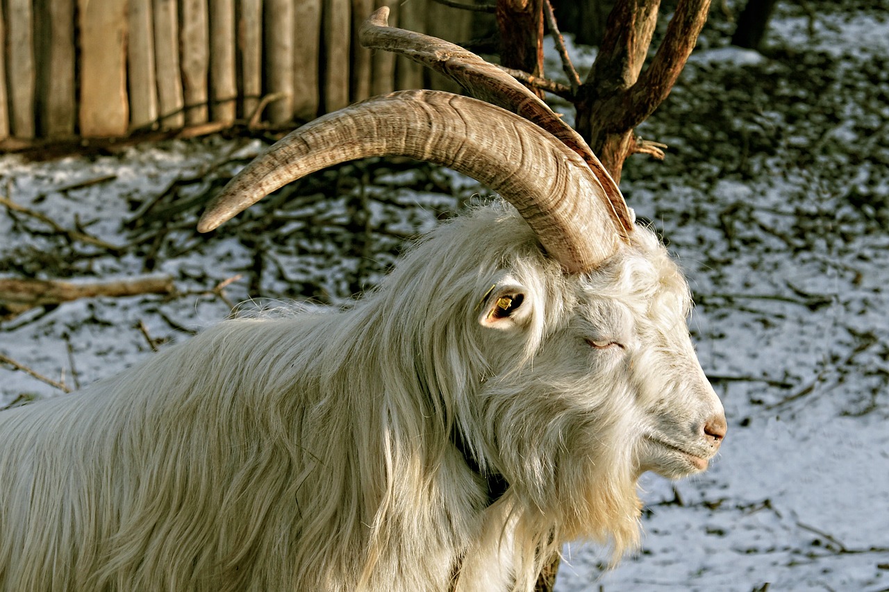 billy goat goat bock free photo