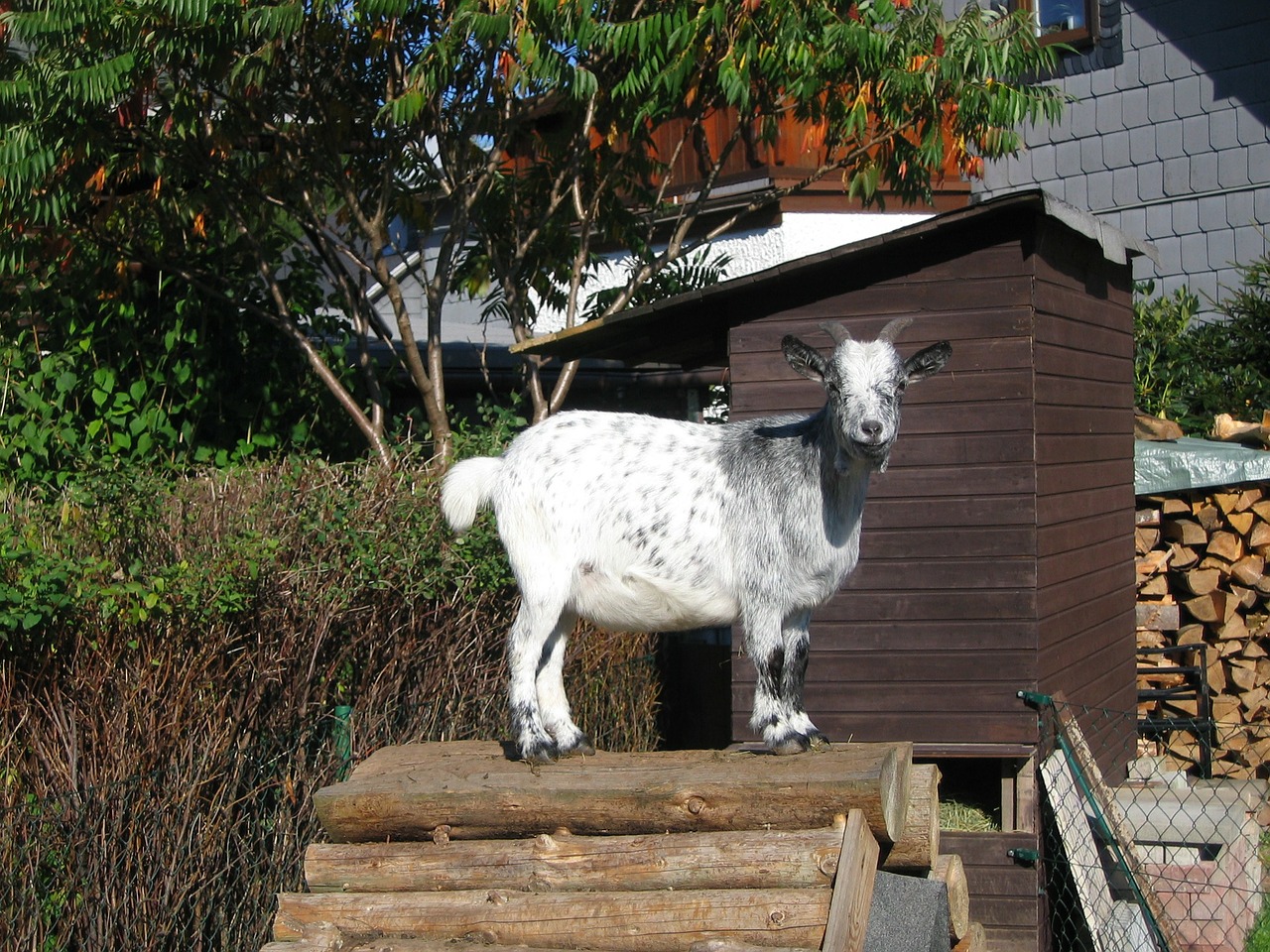 billy goat domestic goat goat free photo