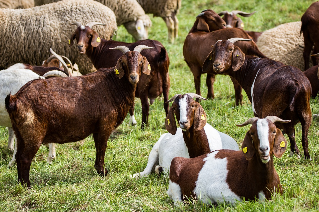 billy goat pasture flock free photo